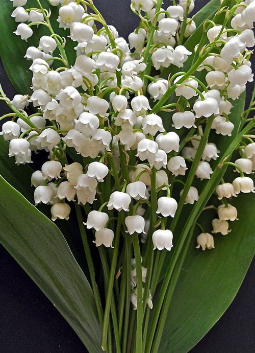 lily of the valley flower breaking bad Lily of the Valley | Breaking Yarn
